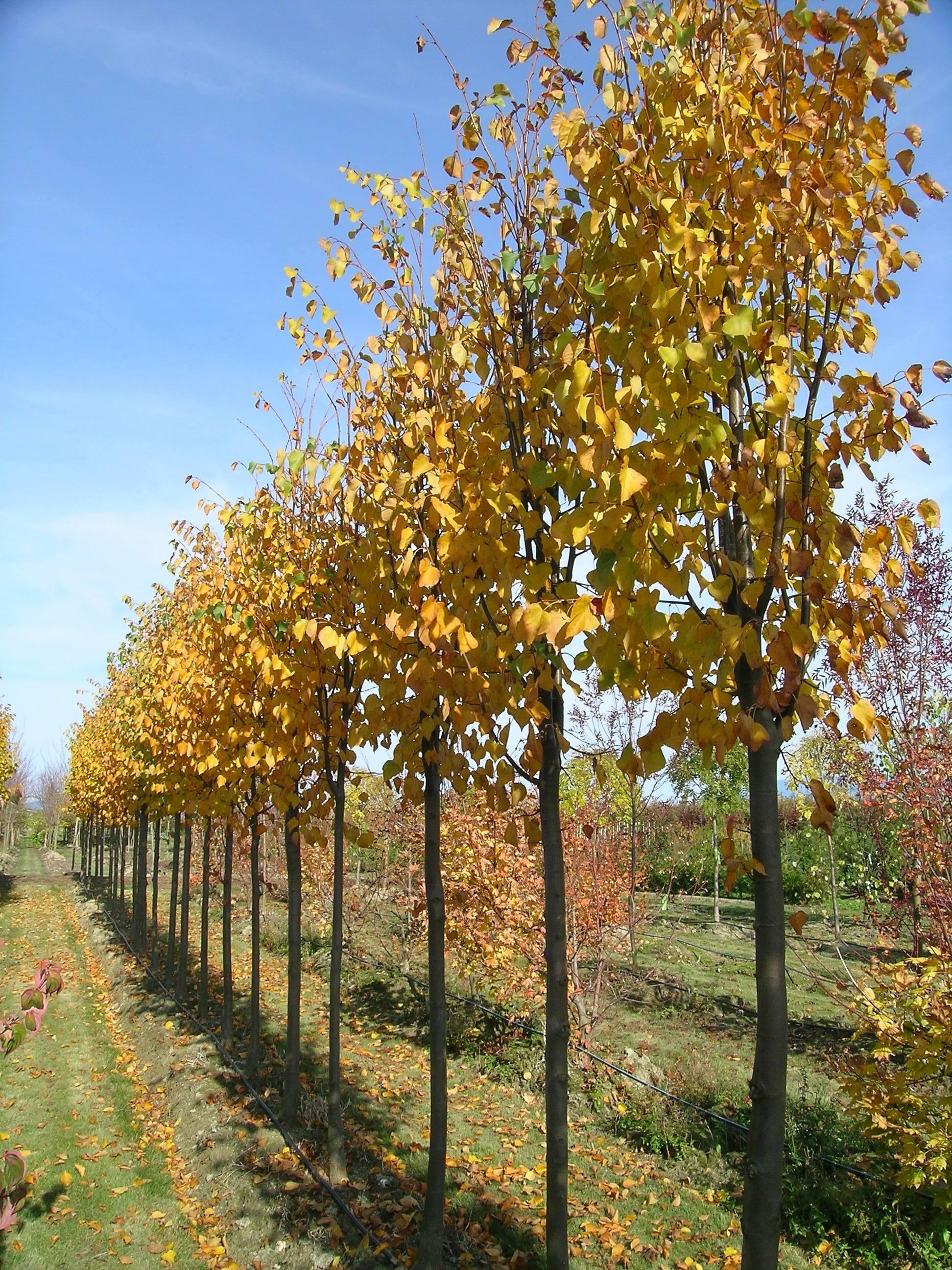 Tilia cordata ‘Corinthian’